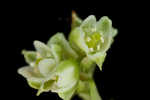 Climbing false buckwheat